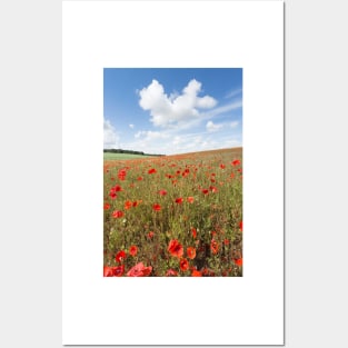 Norfolk Poppy Field Posters and Art